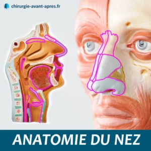 anatomie du nez